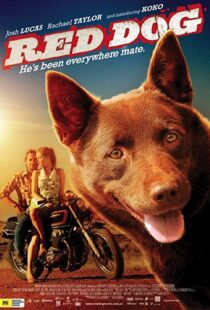 دانلود فیلم Red Dog 201187414-1100148971