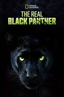 دانلود مستند The Real Black Panther 2020229564-1641748422