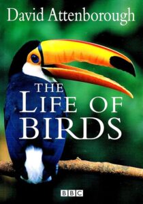 دانلود مستند The Life of Birds382058-999019011