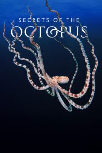 دانلود سریال Secrets of the Octopus401286-1812985655