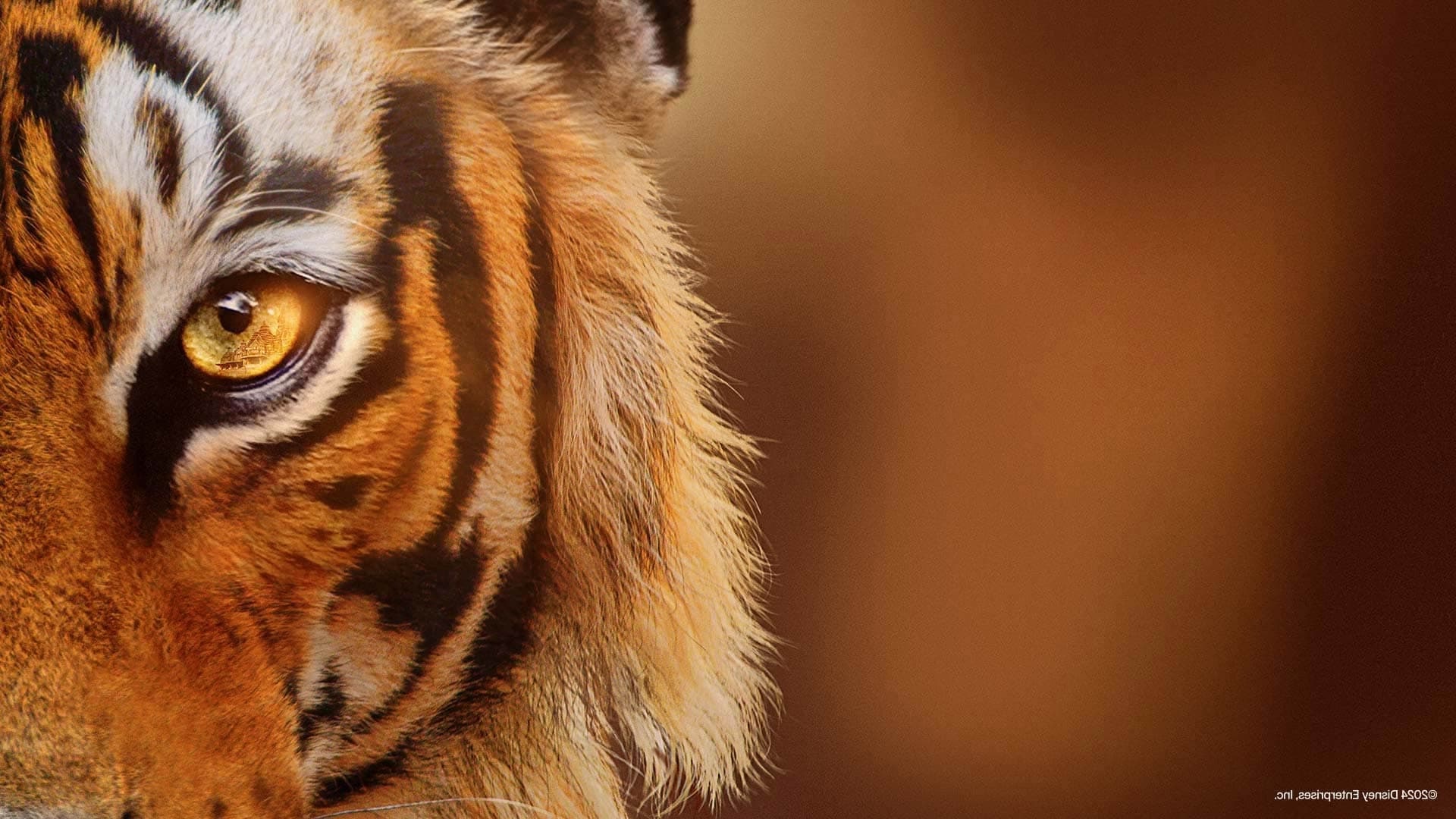 دانلود مستند Tigers on the Rise 2024